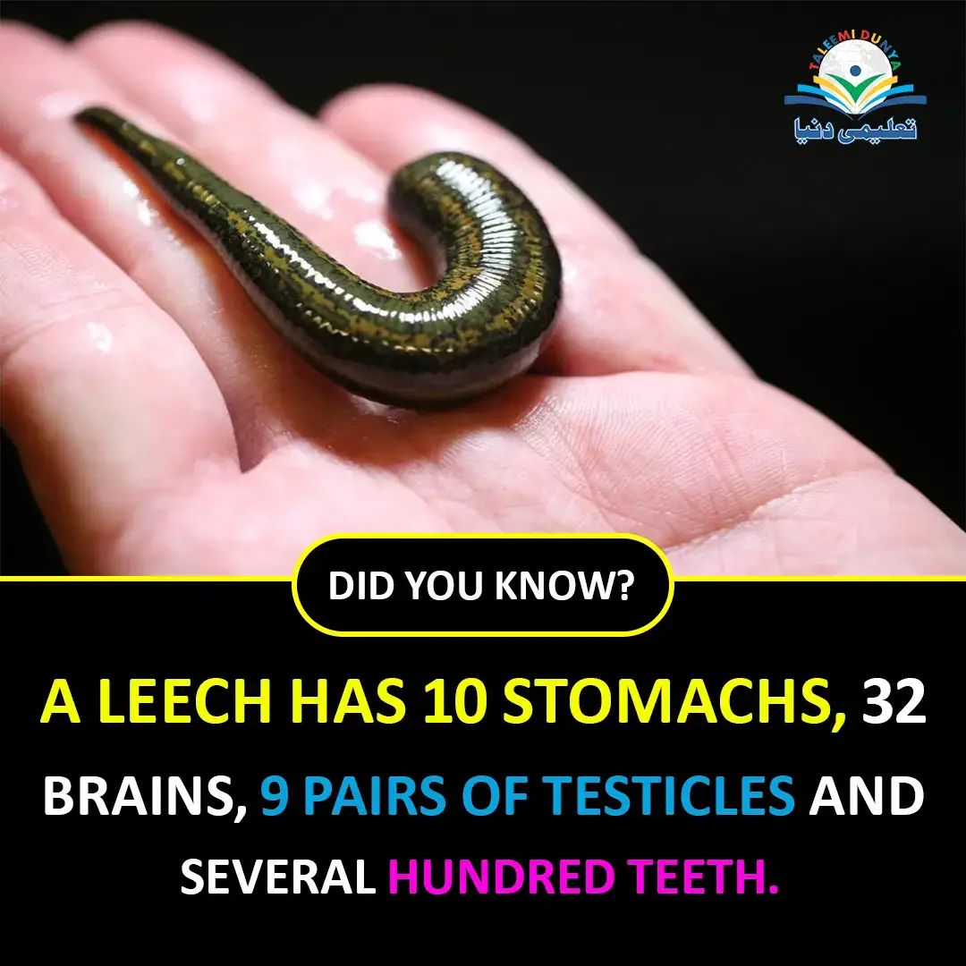 leech